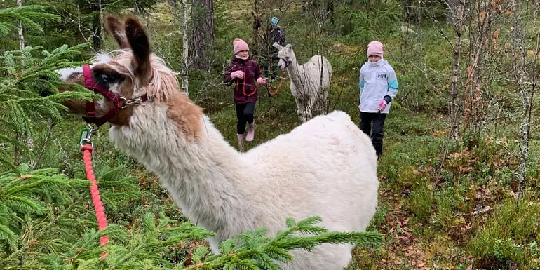 People walking with llamas in forest.
