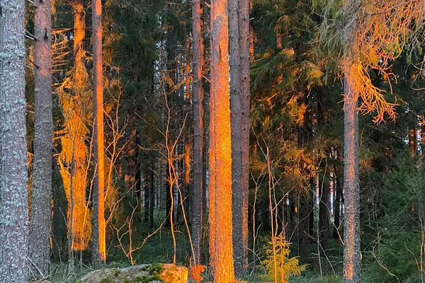 Puut kanssamme kehdosta hautaan