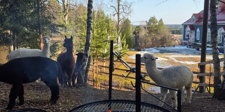 Nuotio ja alpakoita