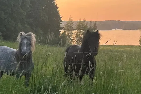 Sankilan kartanon kotieläinpiha