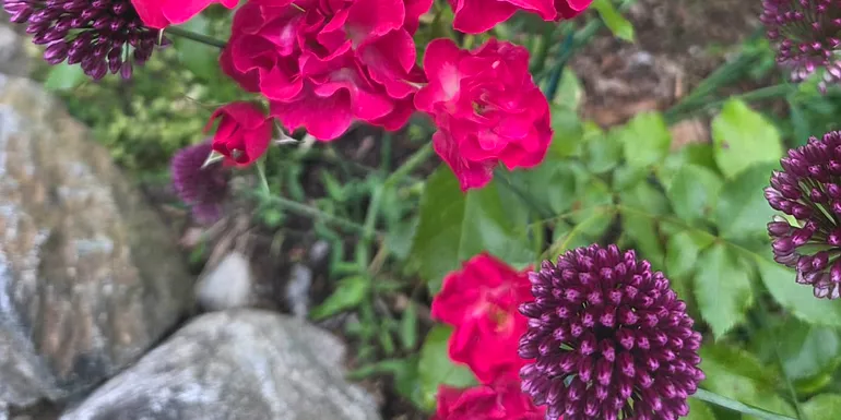 Punaisia kukkia ja harmaita kiviä