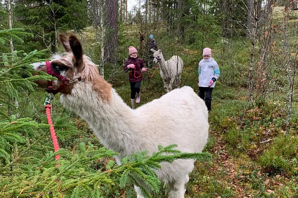 Forest Walk with Llamas