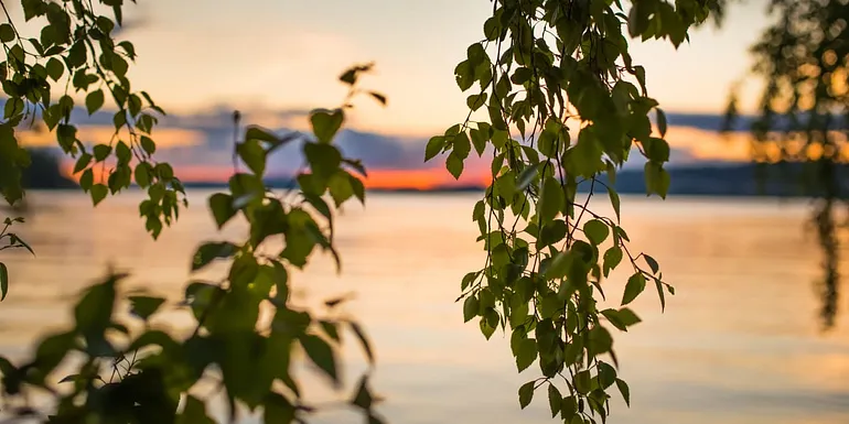 Sunset behind the birch