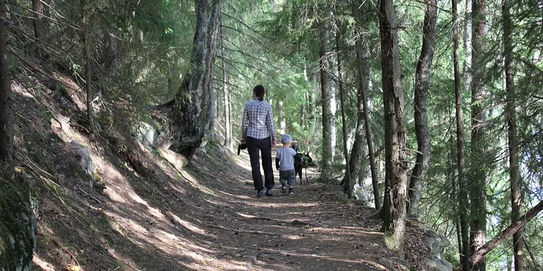 An adult, child and dog are walking on a forest path.