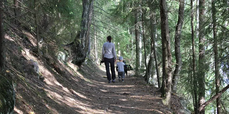 An adult, child and dog are walking on a forest path.