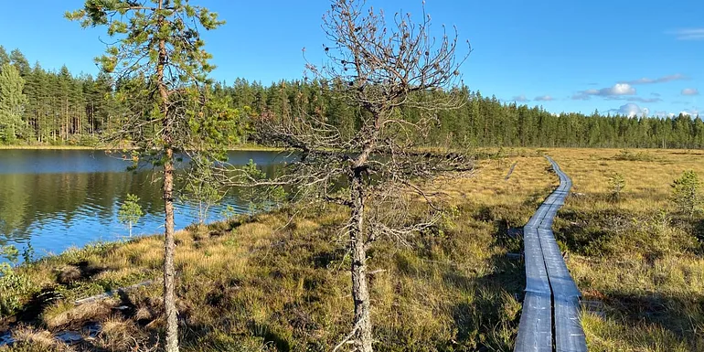 Neva-Lyly with duckboards over peatlands.