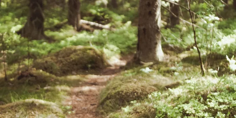 Polku Laipanmaassa/ trail in Laipanmaa