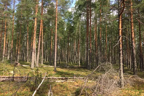 Time Travel Through the History of the Hämeenkangas Forests