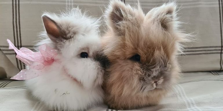 Two bunnies at Pikkupiha Bunny Cafe