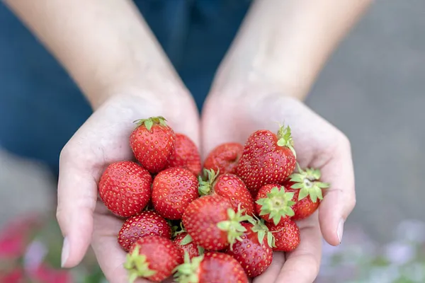 Suttinen Berryfarm in Pälkäne
