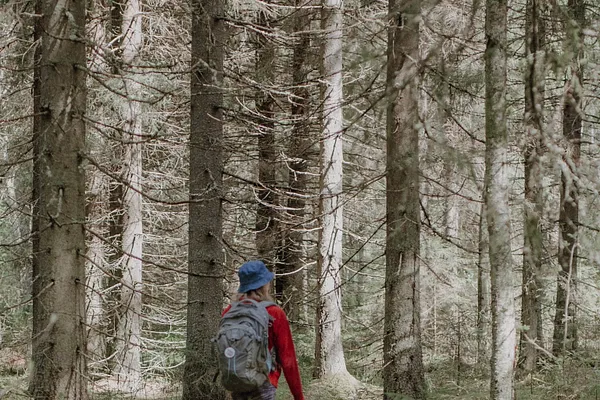 Tiitiäinen Forest