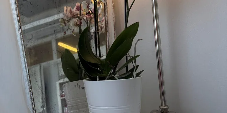 Kukkia pöydällä
