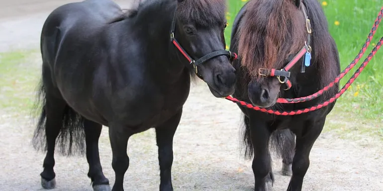 Kuvassa mustaharjainen musta poni ja ruskeaharjainen musta poni turvat vastakkain