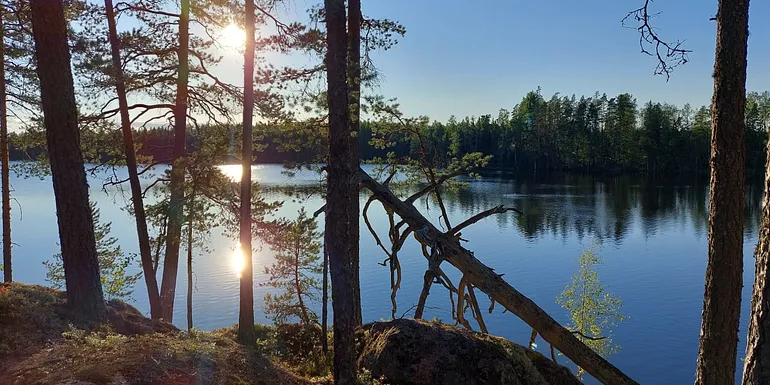 Erämaajärvi ilta-auringossa, rannalla iso kelopuu