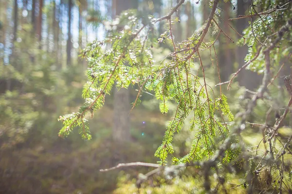 Villilänsaari Nature Reserve