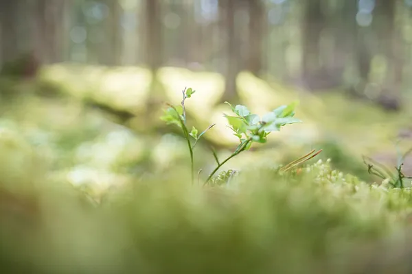Peltolammi-Pärrinkoski Nature Reserve