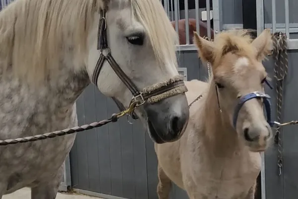 Ilola Farmhouse Riding School