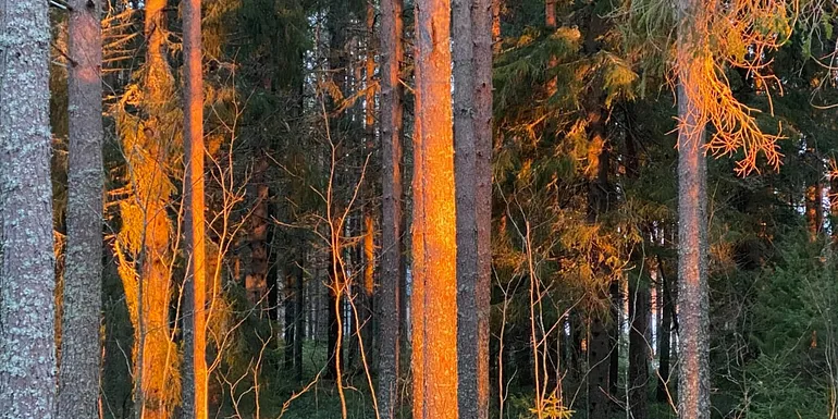 Trees offer us wellbeing!