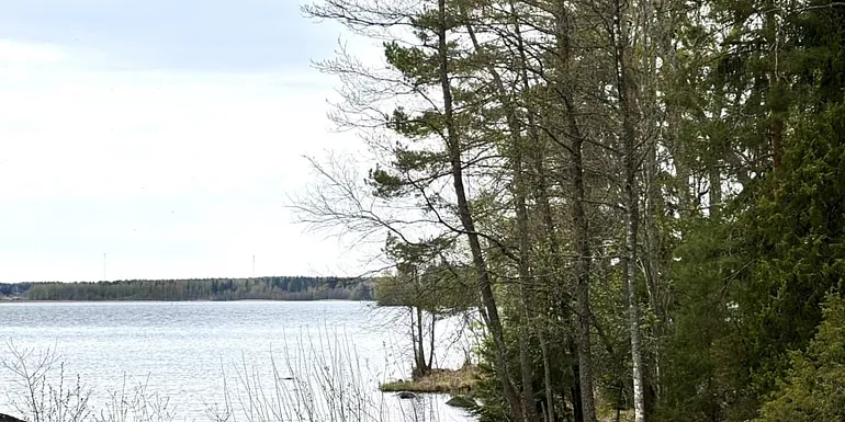 Vehmaanniemi lampaat