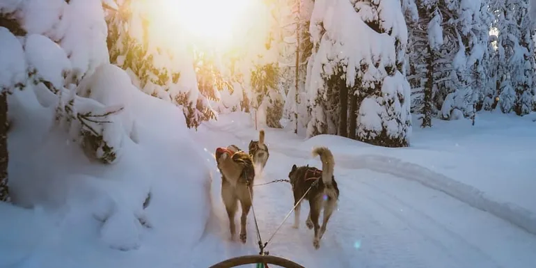 Husky Safari