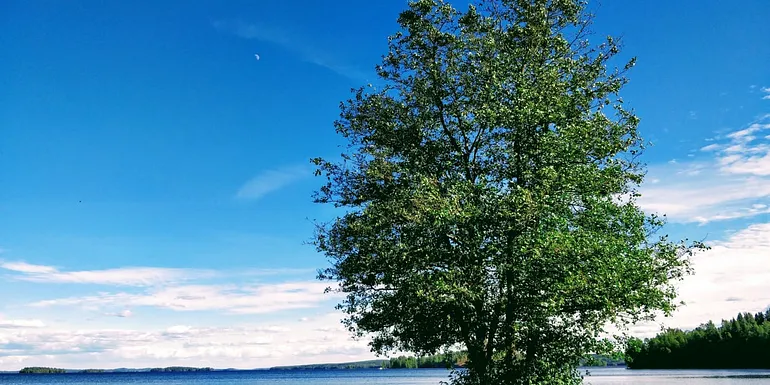 Alder in Hakalanranta