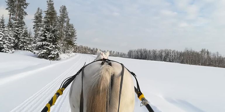 Driving a horse