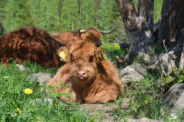 Kiviniityn Kotieläinpuisto