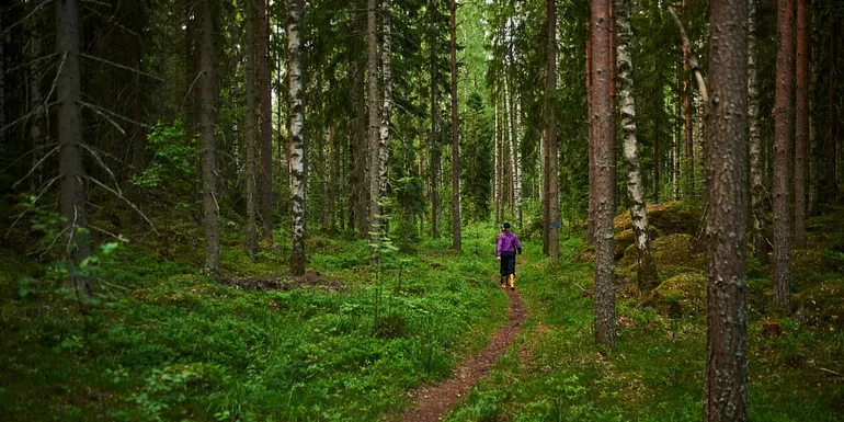 Luontopolku kulkee halki rehevän metsän.