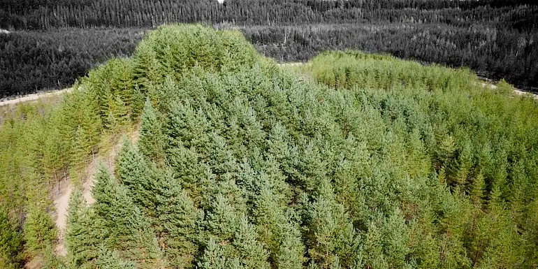 Tree Mountain from above