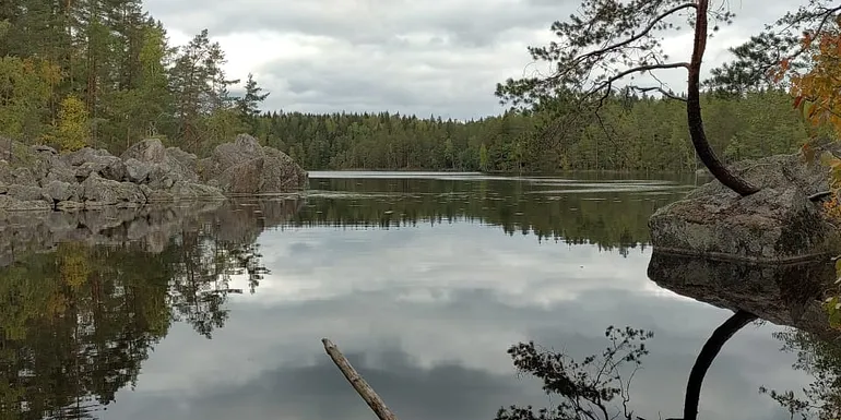 Tyyni metsäjärven poukama