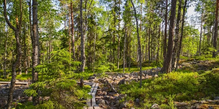 Alkkianvuori longitudinal trees