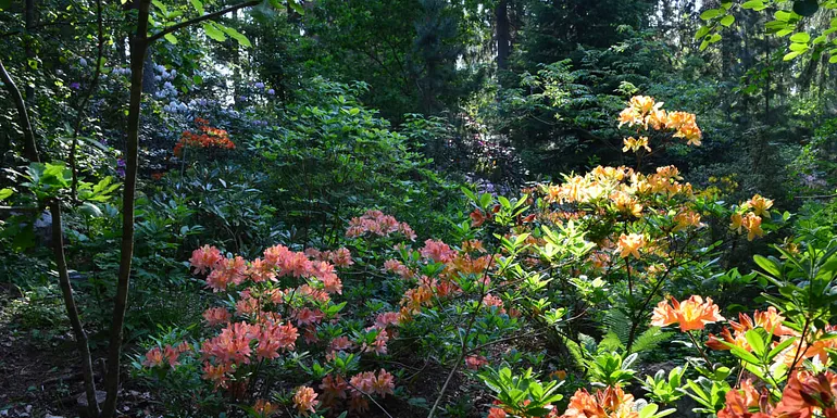 a colourful rhododendron garden