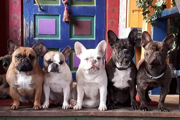 Eläin- ja elämyspiha Ponimaa