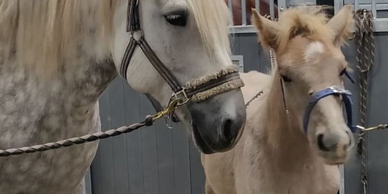 Finnish horses
