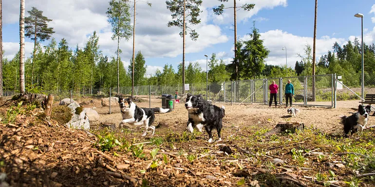 Koiria juoksemassa koirapuistossa