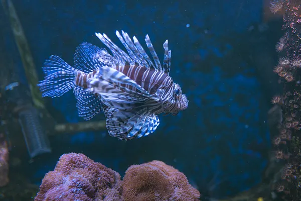 Särkänniemi Aquarium