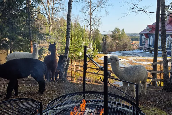 Nuotiohetki tai piknik alpakoiden kanssa