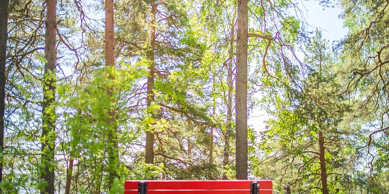 Bench in the woods