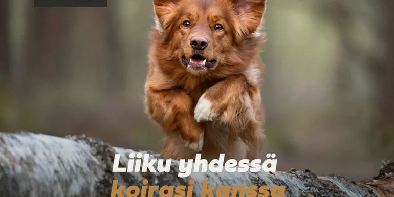 Koira hyppäämässä puun yli Koiraliikuntametsä Vireessä Nokialla