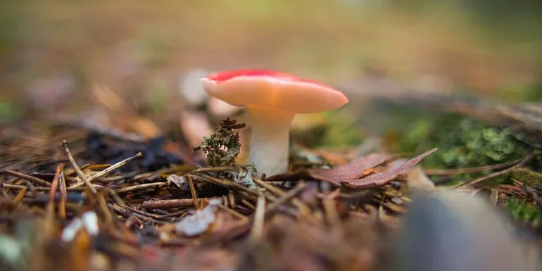 Mushrooms by the nature trail.