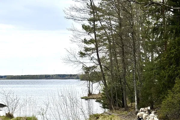Vehmaanniemi