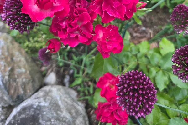 Piha ja Puutarha Rosalin