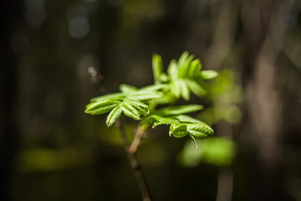 Vaakkolammin luonnonsuojelualue