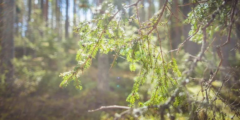 Forest in sunshine.