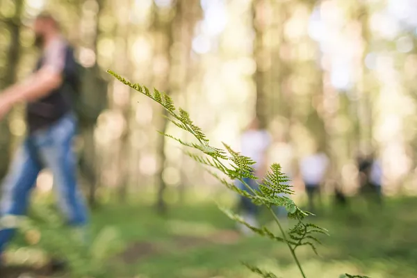 Myllypuro Nature Reserve