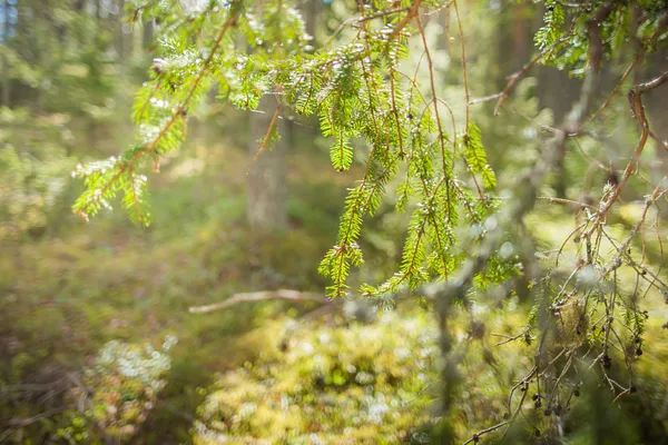 Perkkoonpuiston johtoalue, ötökkäpolku