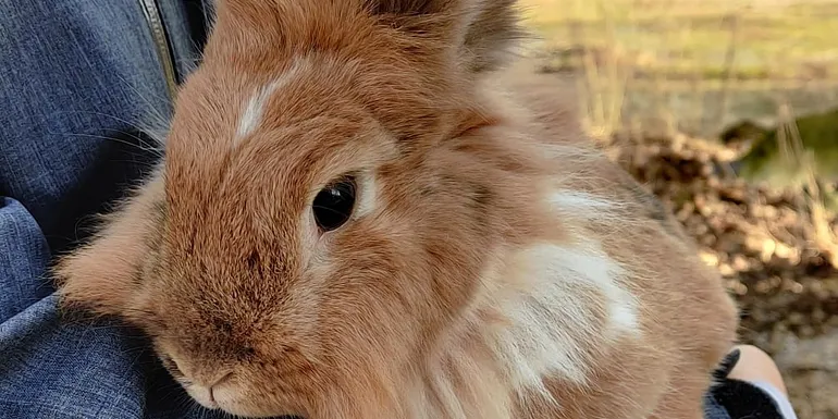 Bunny rabbit of Pikkupiha