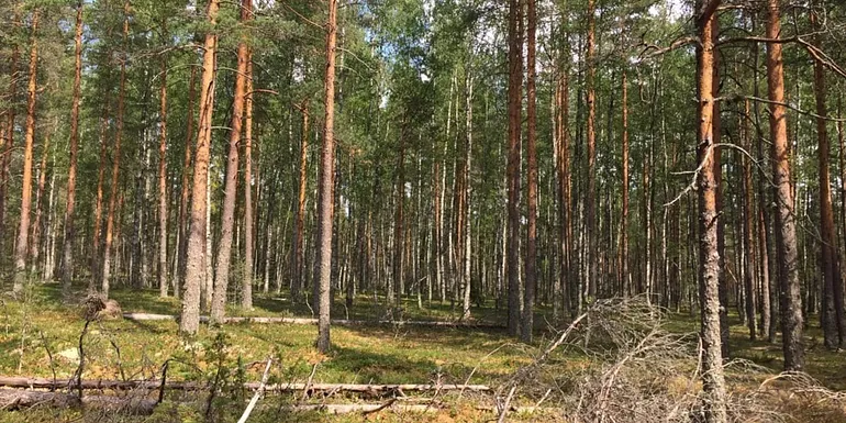 Finnish pine forest.