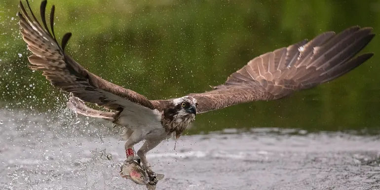 An osprey catches a fish