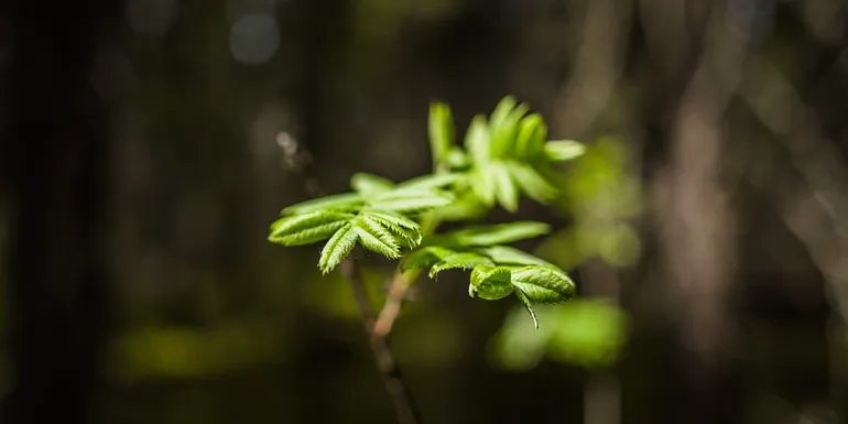 Forest plant.